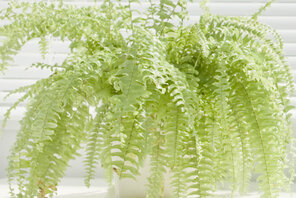 Indoor Garten